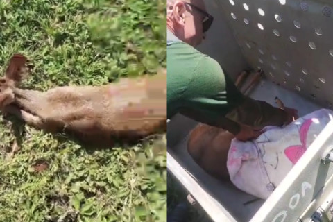 Cervo é atropelado na rodovia Rio-Santos, em Bertioga
